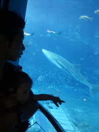 美海水族館に行ってきました♪))