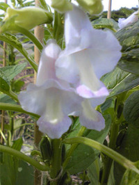 地豆の花