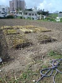 今日の畑♪ 2009/11/12 09:58:55