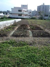 今日の菜園♪ 2009/12/01 15:09:38