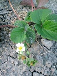 イチゴの花が咲いています♪ 2009/12/22 18:54:46