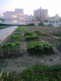 今日の家庭菜園♪ 2010/01/15 18:16:10