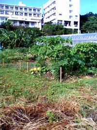今日の家庭菜園 2010/08/07 16:35:13