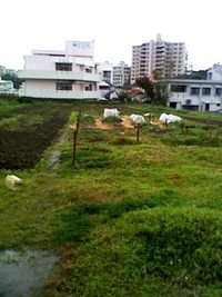 雨降り 2011/01/15 08:28:03