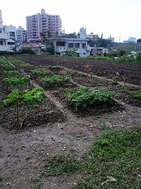 2009年12月31日の家庭菜園 2010/01/01 10:54:36