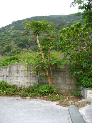 ど根性！