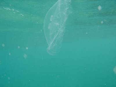 津堅島フォトグラフ②　～海中編～