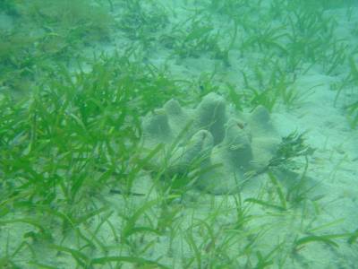 津堅島フォトグラフ②　～海中編～