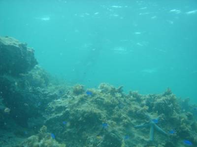津堅島フォトグラフ②　～海中編～
