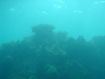 津堅島フォトグラフ②　～海中編～