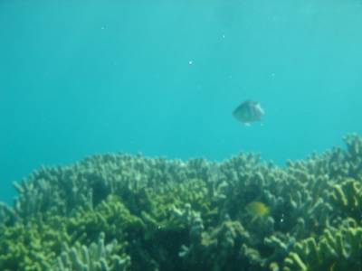 津堅島フォトグラフ②　～海中編～