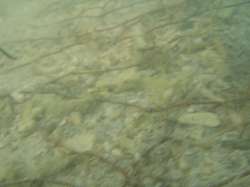 泡瀬沖の水中