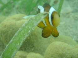 泡瀬沖の水中
