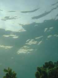 泡瀬沖の水中