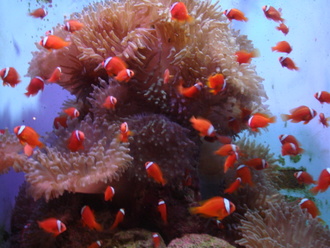 美ら海水族館　**