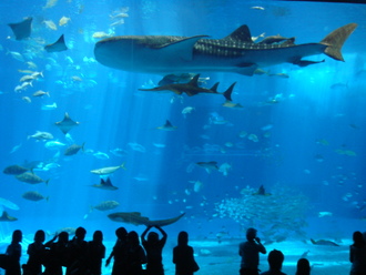 美ら海水族館　**