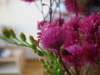 ｐｌａｎｔ　ａｎｄ　ｆｌｏｗｅｒ