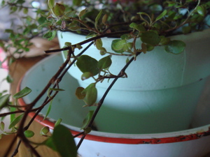 ｐｌａｎｔ　ａｎｄ　ｆｌｏｗｅｒ