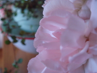 ｐｌａｎｔ　ａｎｄ　ｆｌｏｗｅｒ