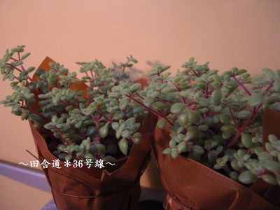 のみの市　【多肉植物４】