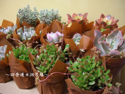 のみの市　【多肉植物５】
