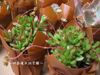 のみの市　【多肉植物５】