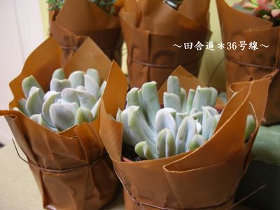 のみの市　【多肉植物５】