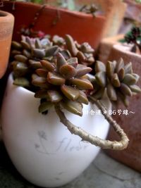 ブロンズ姫。 2012/05/23 09:44:28