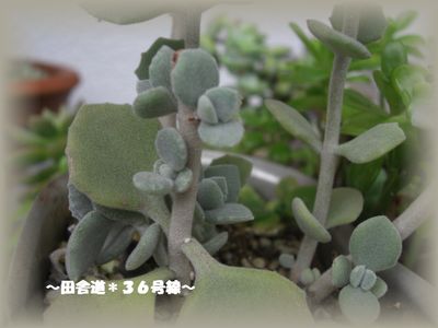 ＊新芽＊