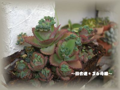 ＊新芽＊