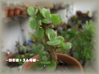 ＊新芽＊