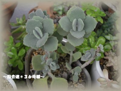 ＊新芽＊