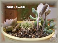 多肉教室 ～part2～