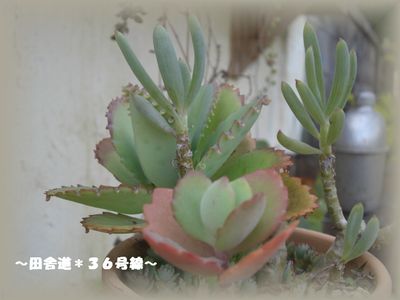 多肉畑　お手入れへ・・・4