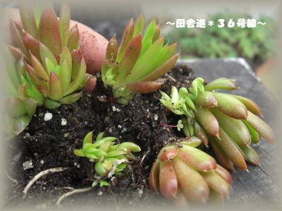 多肉畑で植え替え