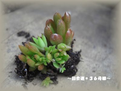 多肉畑で植え替え