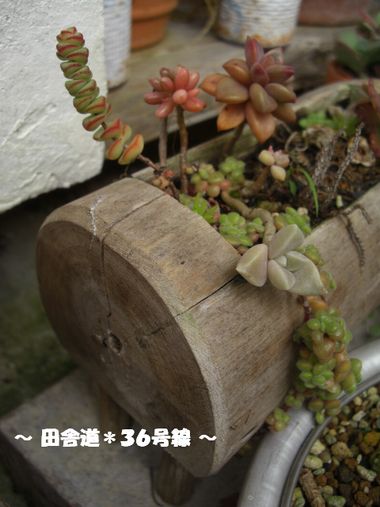多肉＊舞乙女＊