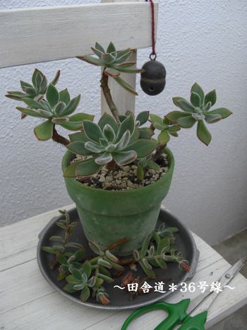 カットの巻き。いち。