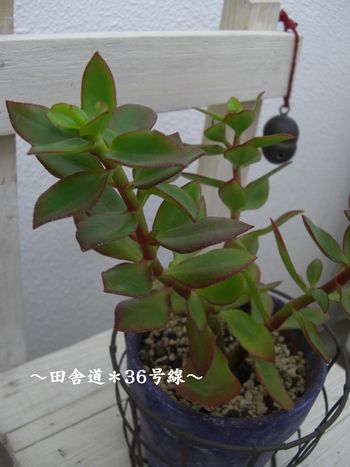 カットの巻き。いち。
