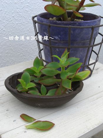 カットの巻き。いち。