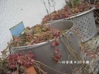 無造作ですが・・・ 2012/02/20 08:57:25