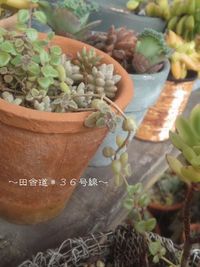 こぼれ多肉。 2012/07/26 09:14:52