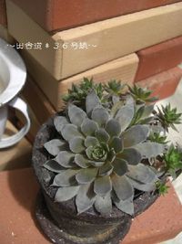 多肉 / ブルーボーイ 2012/08/25 23:08:31