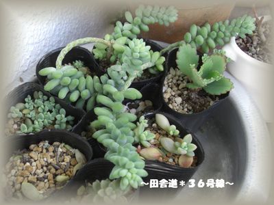 ＊新芽＊