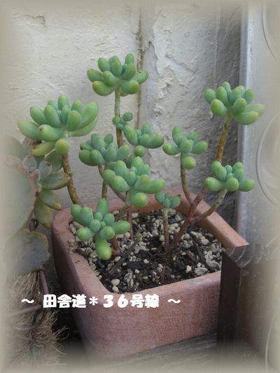 多肉畑　お手入れへ・・・７