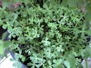 ＊clover & clover＊