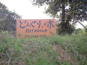 どんぐりの木・・・