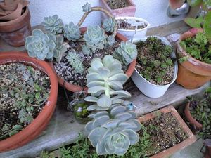 多肉植え替え。。。