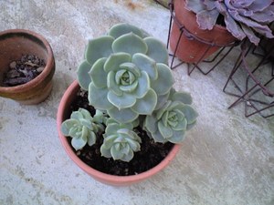 多肉植え替え。。。