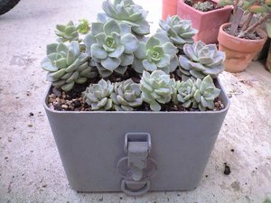 多肉植え替え。。。